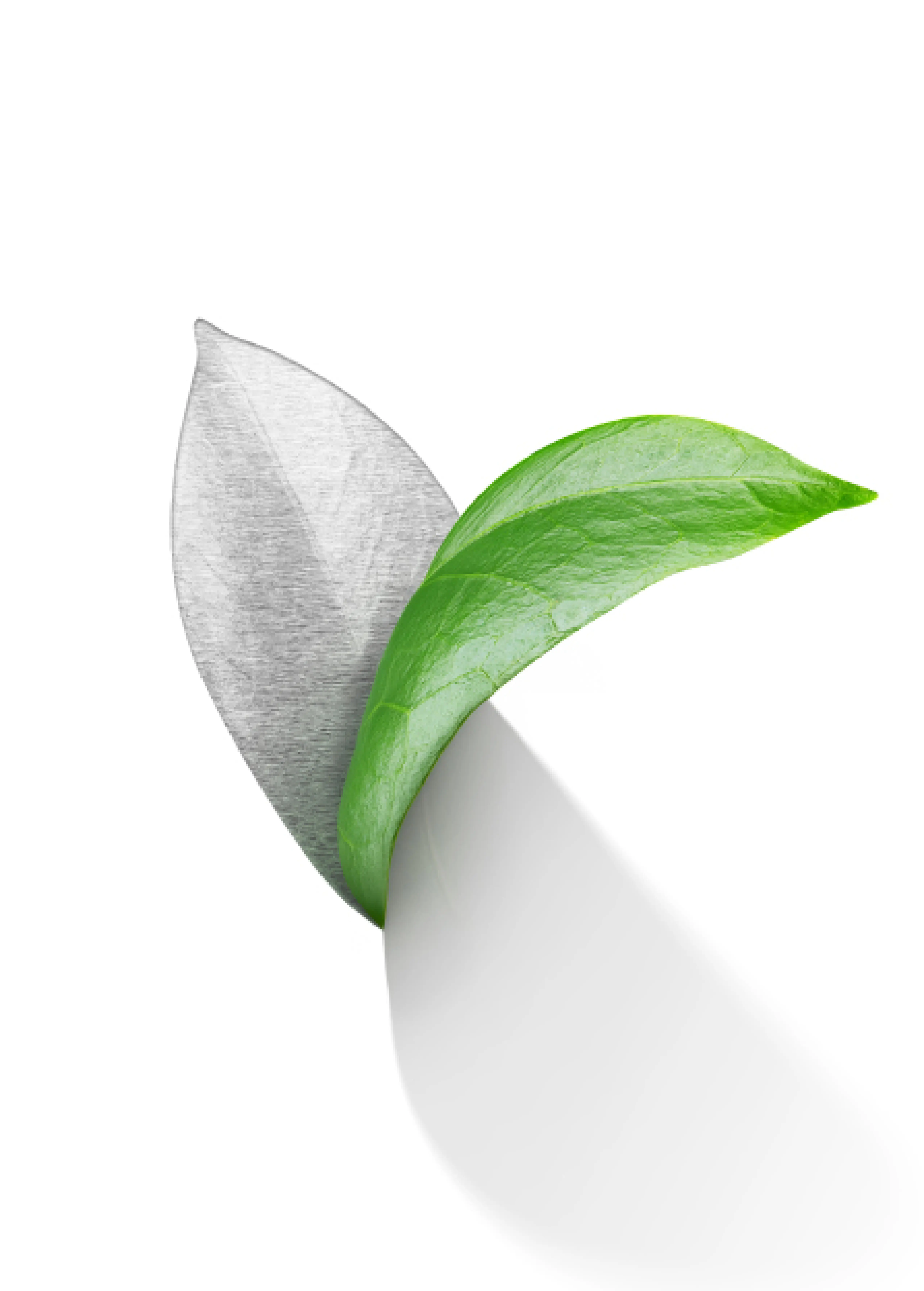 Leaf